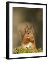 Red Squirrel Feeding, Cairngorms, Scotland, UK-Andy Sands-Framed Photographic Print