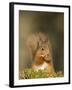 Red Squirrel Feeding, Cairngorms, Scotland, UK-Andy Sands-Framed Photographic Print