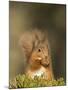 Red Squirrel Feeding, Cairngorms, Scotland, UK-Andy Sands-Mounted Photographic Print