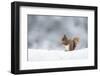 Red squirrel feeding in snow. Scotland, UK-Paul Hobson-Framed Photographic Print