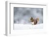 Red squirrel feeding in snow. Scotland, UK-Paul Hobson-Framed Photographic Print