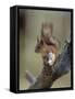 Red Squirrel, Finland, Scandinavia, Europe-Murray Louise-Framed Stretched Canvas