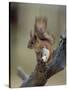 Red Squirrel, Finland, Scandinavia, Europe-Murray Louise-Stretched Canvas