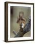 Red Squirrel, Finland, Scandinavia, Europe-Murray Louise-Framed Photographic Print