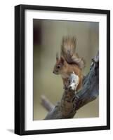 Red Squirrel, Finland, Scandinavia, Europe-Murray Louise-Framed Photographic Print