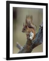 Red Squirrel, Finland, Scandinavia, Europe-Murray Louise-Framed Photographic Print