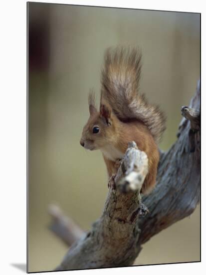 Red Squirrel, Finland, Scandinavia, Europe-Murray Louise-Mounted Photographic Print