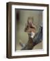 Red Squirrel, Finland, Scandinavia, Europe-Murray Louise-Framed Photographic Print