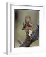 Red Squirrel, Finland, Scandinavia, Europe-Murray Louise-Framed Photographic Print