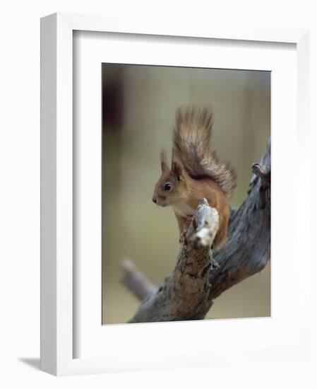 Red Squirrel, Finland, Scandinavia, Europe-Murray Louise-Framed Photographic Print