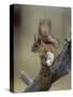 Red Squirrel, Finland, Scandinavia, Europe-Murray Louise-Stretched Canvas