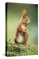 Red Squirrel Holding Nut in Mouth-null-Stretched Canvas