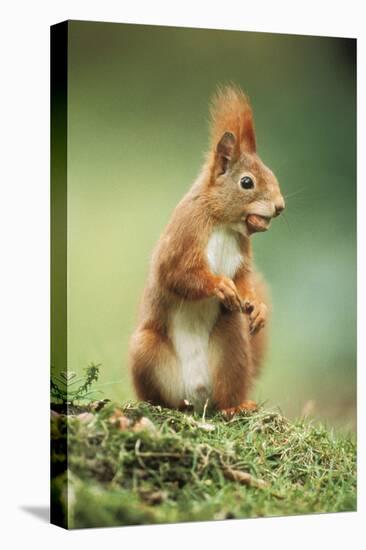 Red Squirrel Holding Nut in Mouth-null-Stretched Canvas