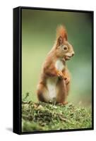 Red Squirrel Holding Nut in Mouth-null-Framed Stretched Canvas