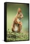 Red Squirrel Holding Nut in Mouth-null-Framed Stretched Canvas