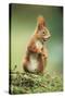 Red Squirrel Holding Nut in Mouth-null-Stretched Canvas