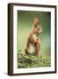 Red Squirrel Holding Nut in Mouth-null-Framed Photographic Print