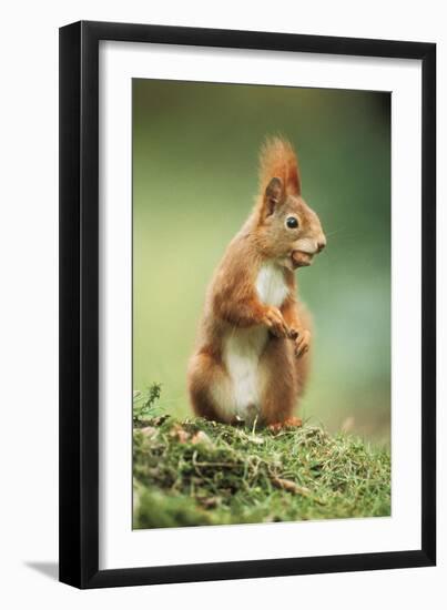 Red Squirrel Holding Nut in Mouth-null-Framed Photographic Print