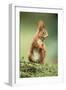 Red Squirrel Holding Nut in Mouth-null-Framed Photographic Print