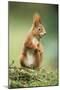 Red Squirrel Holding Nut in Mouth-null-Mounted Photographic Print