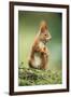 Red Squirrel Holding Nut in Mouth-null-Framed Photographic Print