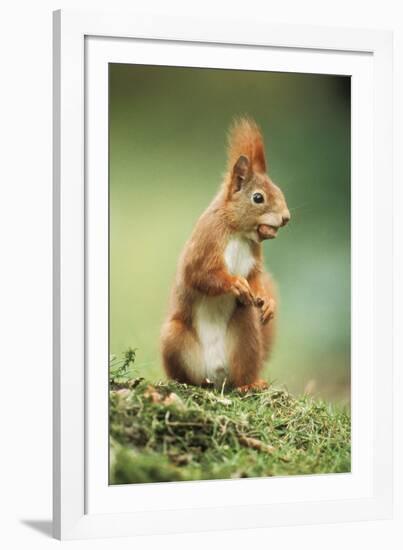 Red Squirrel Holding Nut in Mouth-null-Framed Photographic Print