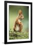 Red Squirrel Holding Nut in Mouth-null-Framed Photographic Print
