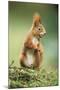 Red Squirrel Holding Nut in Mouth-null-Mounted Photographic Print