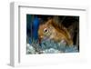 Red Squirrel in a Blue Spruce-null-Framed Art Print