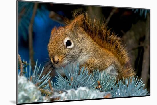 Red Squirrel in a Blue Spruce-null-Mounted Art Print