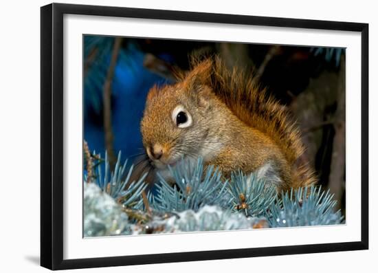 Red Squirrel in a Blue Spruce-null-Framed Art Print