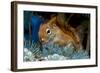 Red Squirrel in a Blue Spruce-null-Framed Art Print