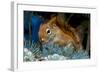 Red Squirrel in a Blue Spruce-null-Framed Art Print