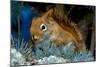 Red Squirrel in a Blue Spruce-null-Mounted Art Print