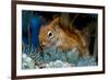 Red Squirrel in a Blue Spruce-null-Framed Art Print