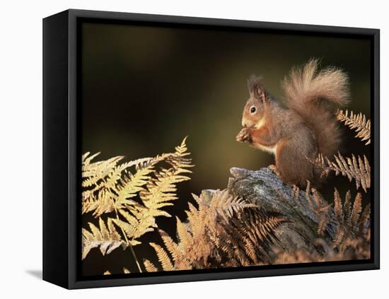Red Squirrel in Autumn, Scotland, UK Strathspey-Pete Cairns-Framed Stretched Canvas