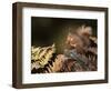 Red Squirrel in Autumn, Scotland, UK Strathspey-Pete Cairns-Framed Premium Photographic Print