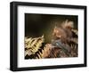 Red Squirrel in Autumn, Scotland, UK Strathspey-Pete Cairns-Framed Premium Photographic Print