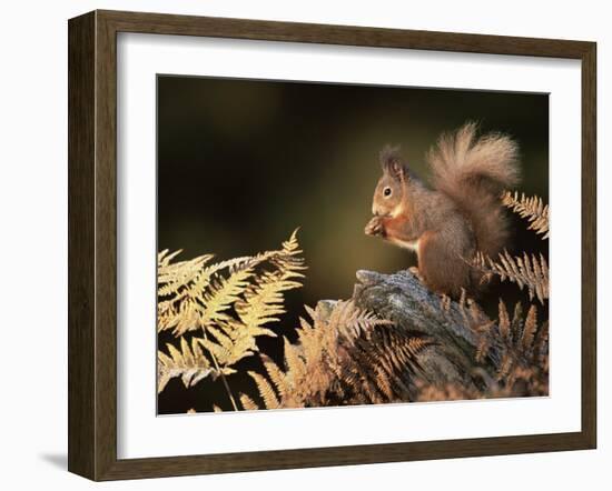 Red Squirrel in Autumn, Scotland, UK Strathspey-Pete Cairns-Framed Photographic Print