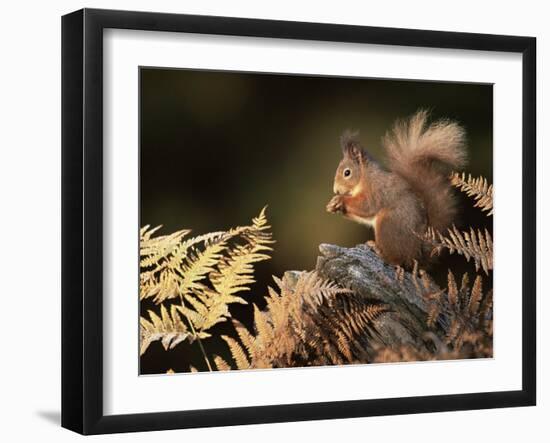 Red Squirrel in Autumn, Scotland, UK Strathspey-Pete Cairns-Framed Photographic Print