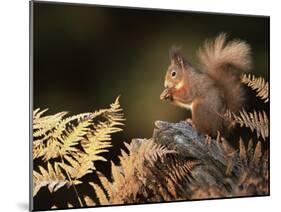 Red Squirrel in Autumn, Scotland, UK Strathspey-Pete Cairns-Mounted Photographic Print