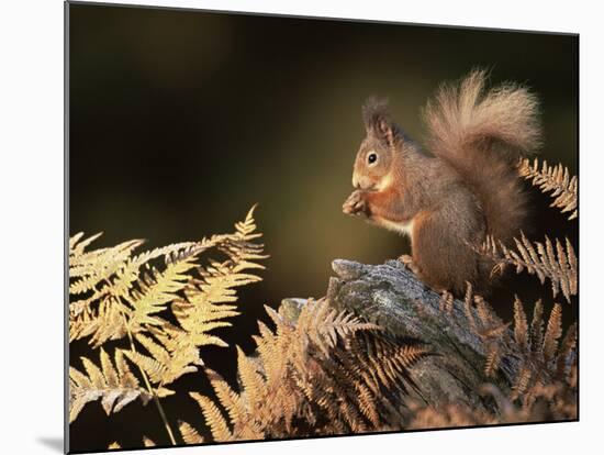 Red Squirrel in Autumn, Scotland, UK Strathspey-Pete Cairns-Mounted Photographic Print