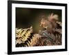 Red Squirrel in Autumn, Scotland, UK Strathspey-Pete Cairns-Framed Photographic Print