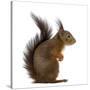 Red Squirrel in Front of a White Background-Life on White-Stretched Canvas