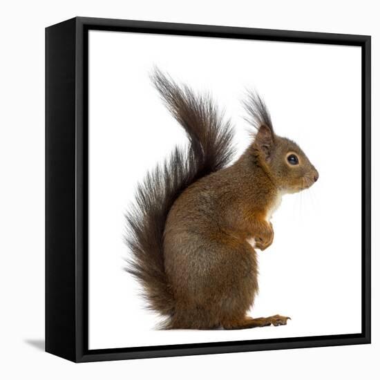 Red Squirrel in Front of a White Background-Life on White-Framed Stretched Canvas