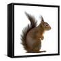 Red Squirrel in Front of a White Background-Life on White-Framed Stretched Canvas