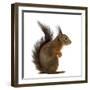 Red Squirrel in Front of a White Background-Life on White-Framed Premium Photographic Print