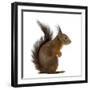 Red Squirrel in Front of a White Background-Life on White-Framed Premium Photographic Print