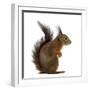 Red Squirrel in Front of a White Background-Life on White-Framed Premium Photographic Print