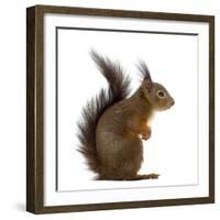 Red Squirrel in Front of a White Background-Life on White-Framed Photographic Print